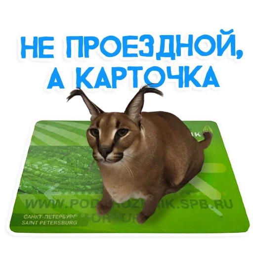 шлёпа, шлёпа кот, каракал шлепа, большой шлёпа кот, шлёпа русский кот каракал