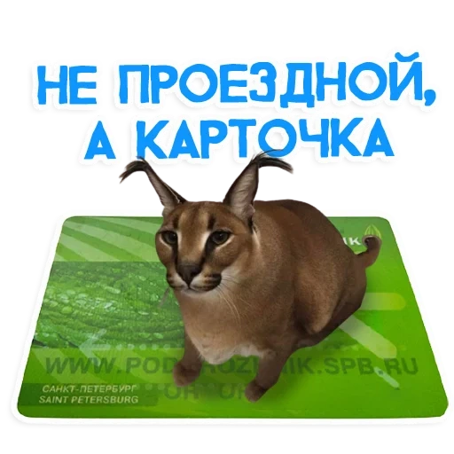 shlepa, shlepa cat, caracal shlepa, big slate cat, shlepa russo gato carcal