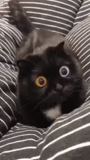 кот, котики, смешные коты, котики смешные, безумный черный кот мем