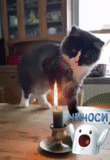 gatto, kurt, gatto, gatto gatto, candela per gatti