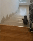 escadas, acabamento da escada, escadas de gatinho, de frente para as escadas, etapas de acabamento em estágio
