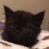 der kater, schwarzer kater, schwarzes kätzchen, cherpovets kätzchen ist schwarz, ein kleines schwarzes kätzchen