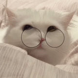 cat, seal, cute cat meme, seal aesthetics, cute cat aesthetics