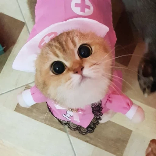 gato, um gato, traje de gato, trajes de gatos, o gato de um gato é um médico