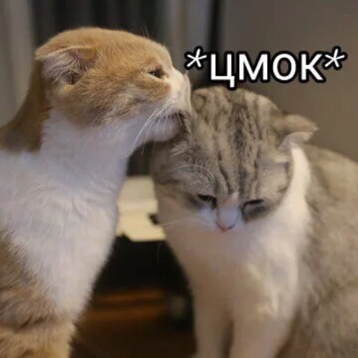 cat smack, home cat, darkness of cats, the animals are cute, funny cats purr