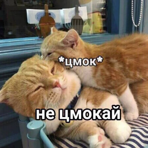 cat, erive the bum, tsmok cat, kitty tsymok, animal cats