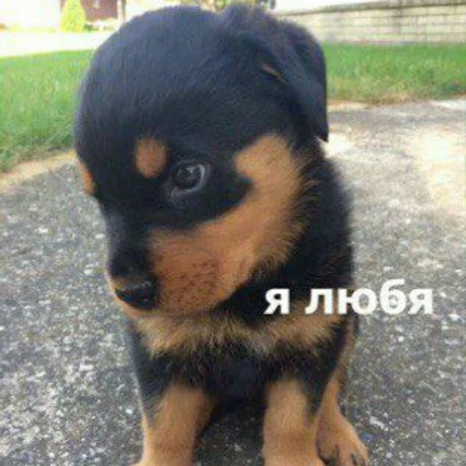 rottweiler, rottweiler puppy, dog rottweiler, rottweiler is small, rottweiler puppy teenager