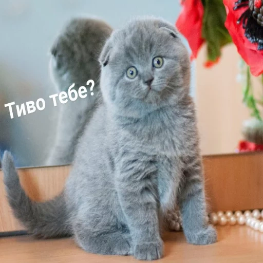 pli écossais, scottish fold vysloukhi, chatons de vyslowry britannique, chatons à fleurs écossais, vysloukhia écossaise écossaise