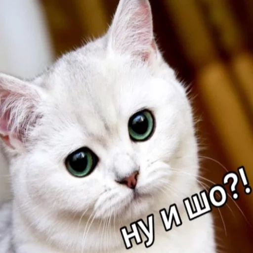 chat, chat, mème de minou, kisa blanche, chat blanc