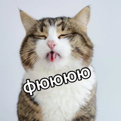 cat, eshchker, cat language, rexi cat, cat tongue with a tube