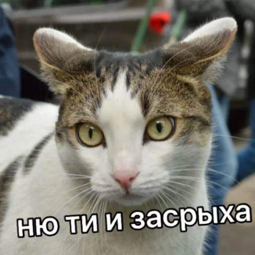 cat, cat, cat, cat vaska, pninu cat marsic