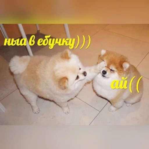 gato, siba inu, shiba inu, siba iu spitz, o cachorro de siba inu