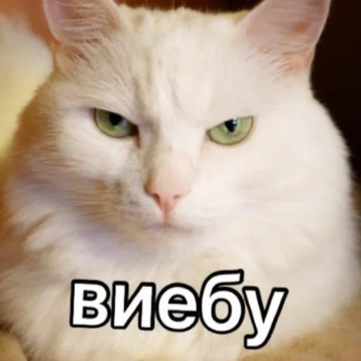 cat, kitty, viebu cat, the cat is white, home cat