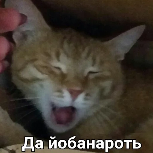 cat, cats, eshchker, laughing cat, cat aaaaaaaaaaaaa