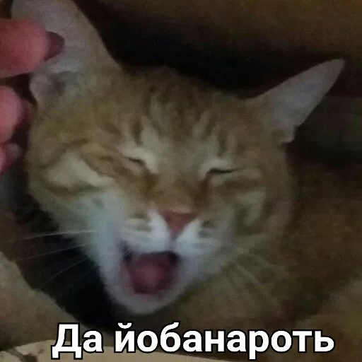 кот, котики, эщкере, смеющийся кот, кот ааааааааааааа