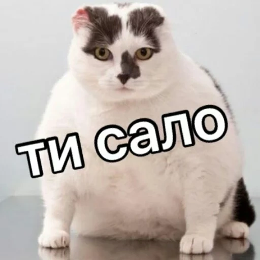 кот, эщкере, толстый кот, толстая кошка, толстые коты порода
