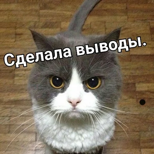 кот, кошка, кот мем, кот хмурый, серьезный кот