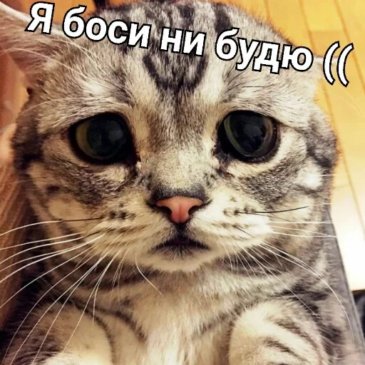 the cat is sad, sad cat, sad cat, a very sad cat, sad cat meme