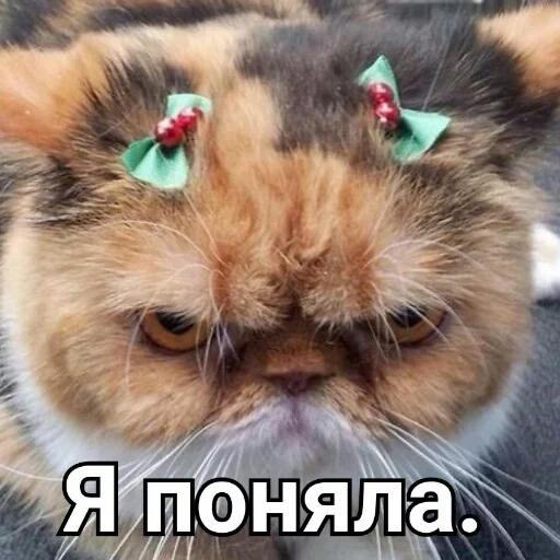 gato, gato, gato, o gato fez beicinho, um gato com um rosto insatisfeito