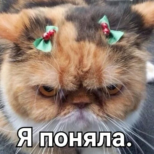 кот, котик, кошка, кот надулся, кошка недовольной мордой