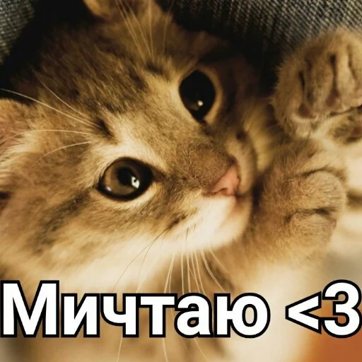 chat, chats mignons, les chats sont très mignons, les chatons les plus mignons, chatons charmants