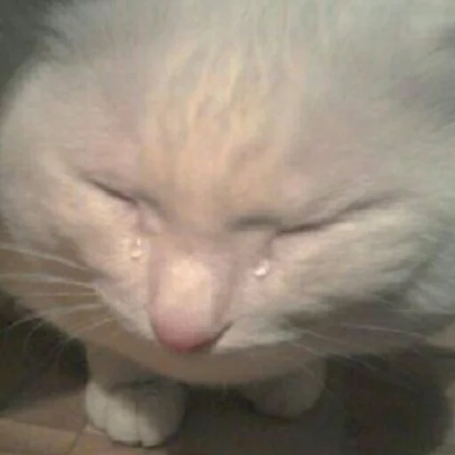 gato con lágrimas, gato llorando, gatos lloradores, un gato grueso que llora, prométame que no llorarás