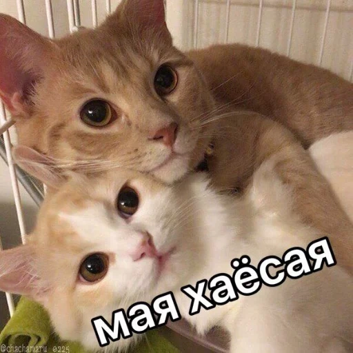 кот, милые котики, котики вместе, кошка животное, милые котики мы