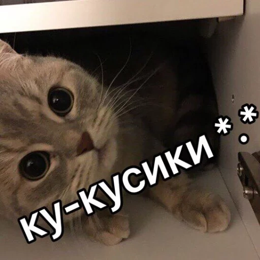 mem cat, caro meme gatto, kitty cute meme, i catcali sono meme carini