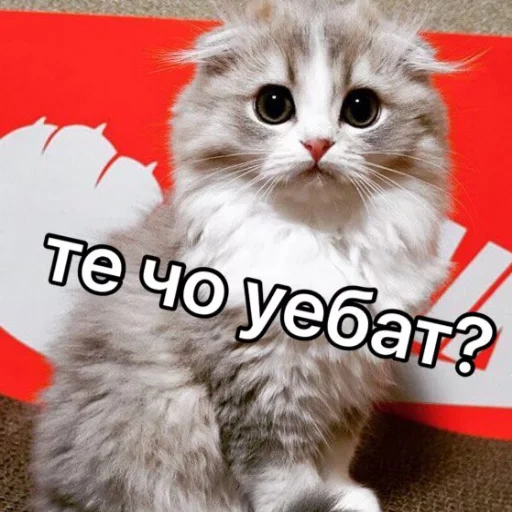 кошка, животные, котики милые, животные кошки, животные милые