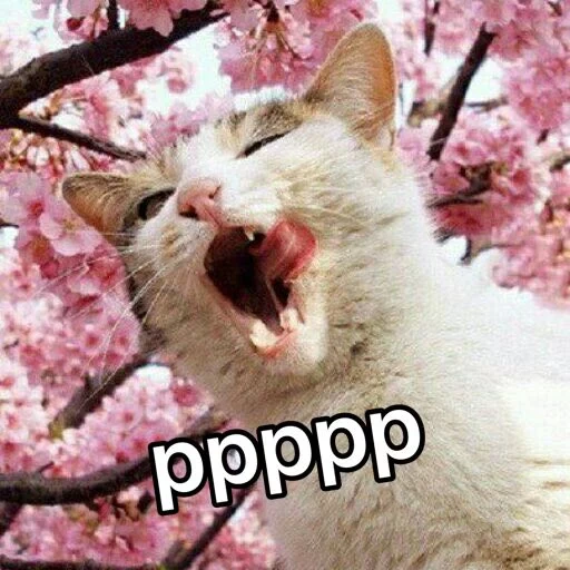 кот весна, кот сакуре, весна коты, кошка весна, сакура кошка