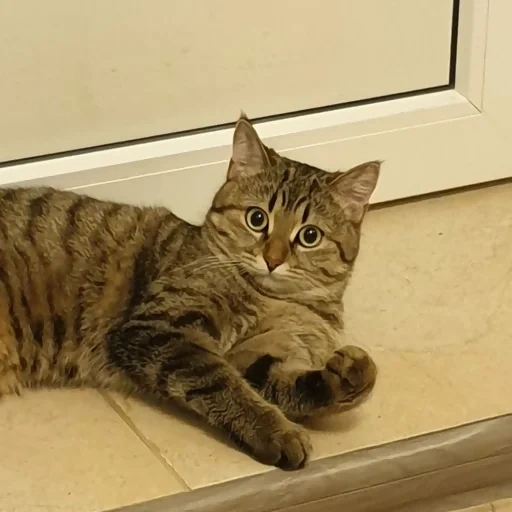 gatto, gatto, gatti, un gatto, il gatto è reed