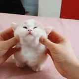 gato, white kitten, lindo sello, sellos de mejillas, animal lindo