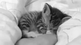 phoque somnolent, chaton somnolent, chaton endormi, mignonne chatte endormie, chaton charmant