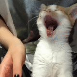 cat, the white cat yawns, animals are ridiculous, animals are cheerful, funny animals