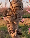 кот, котэ, котик, кошка весна, тик ток юмор животными