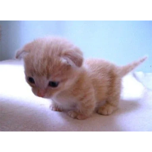 süße kätzchen, sehr süße katze, die katzen sind sehr süß, charmante kätzchen, kleine kätzchen miniatur
