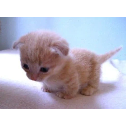 gatinhos fofos, gato muito fofo, os gatos são muito fofos, gatinhos encantadores, pequenos gatinhos em miniatura