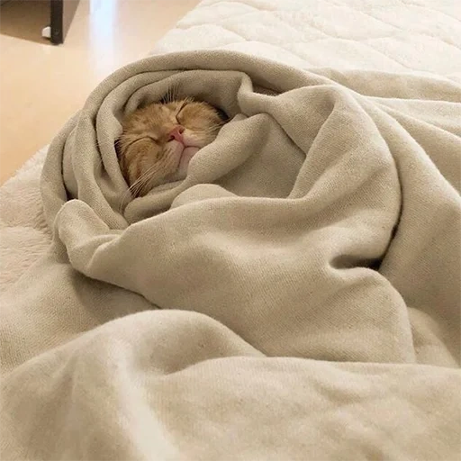 le chat est une couverture, chat endormi, chat d'une couverture, couverture de chaton, le chat est sous la couverture