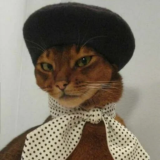 gato, gato gato, gato de um lenço, moda de gato, um chapéu de gato