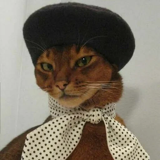 gato, gato gato, gato de una bufanda, moda de gato, un gato de gato