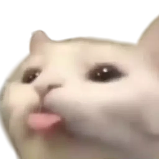 cats, wesley, the cat is open with an open mouth, the cat opens the mouth, cat open mouth meme