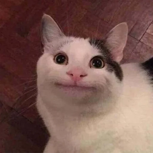 gato, meme de kitty, cato educado, meme de gato sorridente, gatos fofos são engraçados