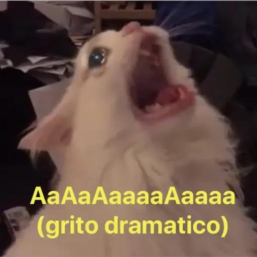 a screaming cat, screaming cat, a screaming cat meme, the cat screams a meme, white cat screams meme