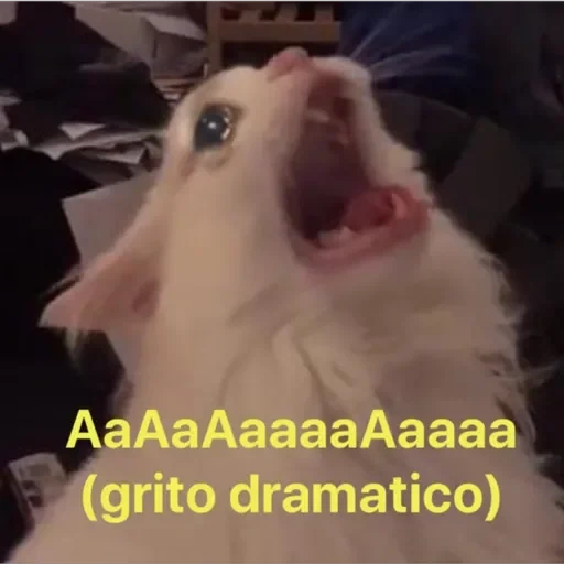 un gato gritando, gato gritando, un meme de gato gritando, el gato grita un meme, gato blanco grita meme