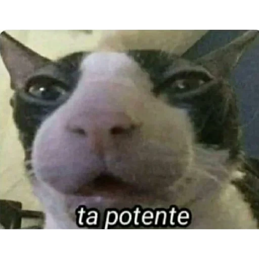 gato, gatos, gato gato, meme de gato, memes de gatos