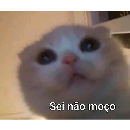 gato, um meme de gatinho, gatos, caro cat meme, memes strilhos de cats eu quero atenção