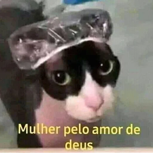 gato, gato, o gato é engraçado, gatos engraçados, os gatos são engraçados