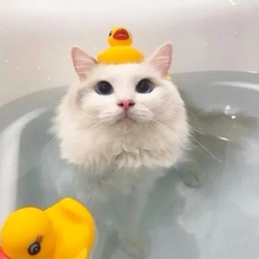 the cat is the bathroom, cat of the bathroom, cat of the bathroom, cat to the bath with ducks, cat with a duck of the bathroom