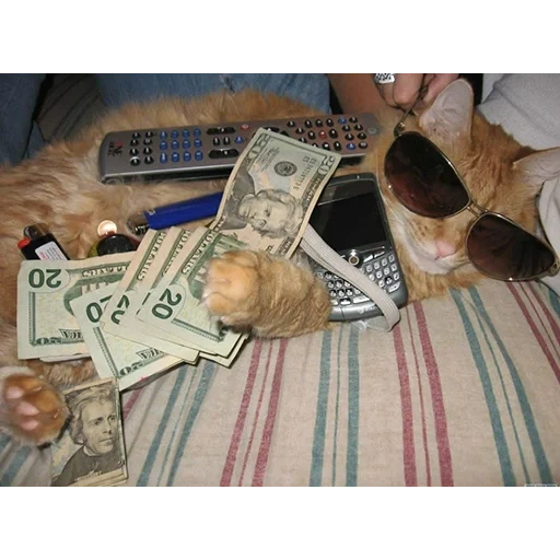 gatto, i soldi, money cat, rich cat