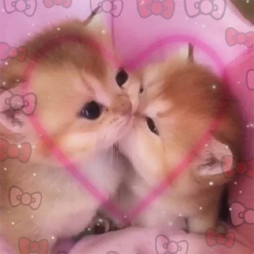 süße kätzchen, süße katzen, zwei süße katzen, zwei kätzchen sind süß, die kätzchen sind süße zwillinge